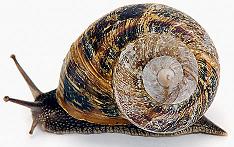 pc slowdown like a snail